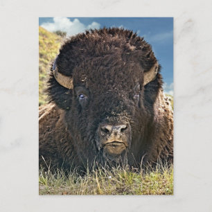 Mighty Bison Postkarten