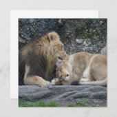 Mighty Lion Liebe (Vorne/Hinten)