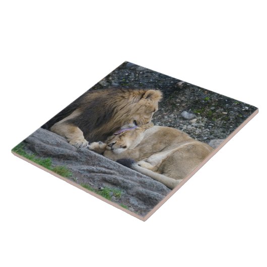 Mighty Lion Liebe Fliese (Seite)