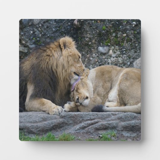 Mighty Lion Liebe Fotoplatte (Vorderseite)