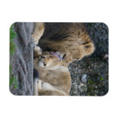 Mighty Lion Liebe Magnet (Horizontal)