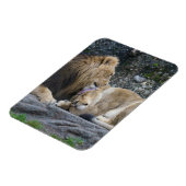 Mighty Lion Liebe Magnet (Linke Seite)
