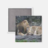 Mighty Lion Liebe Magnet (Vorderseite/Rückseite)