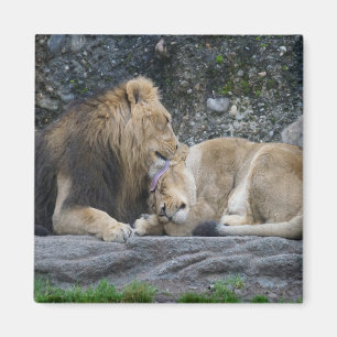 Mighty Lion Liebe Magnet