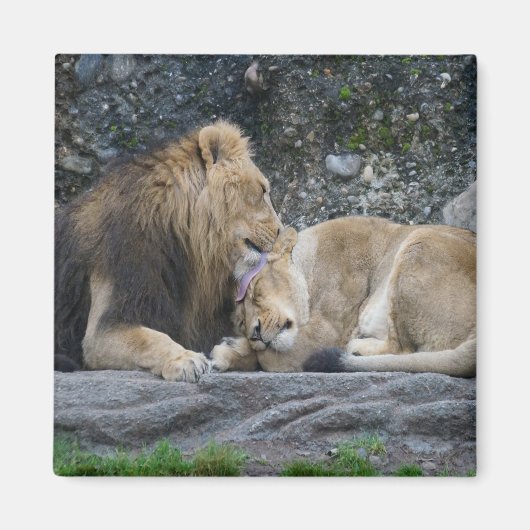 Mighty Lion Liebe Magnet (Vorne)