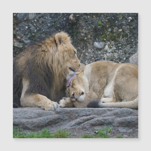 Mighty Lion Liebe Magnetkarte (Vorderseite)