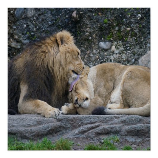 Mighty Lion Liebe Poster (Vorderseite)