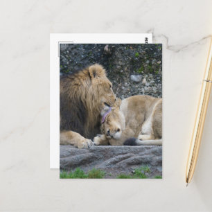 Mighty Lion Liebe Postkarte