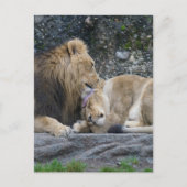 Mighty Lion Liebe Postkarte (Vorderseite)