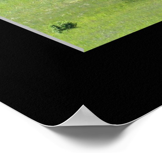 "Mighty Live Oak" Poster (Ecke)