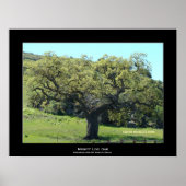 "Mighty Live Oak" Poster (Vorne)