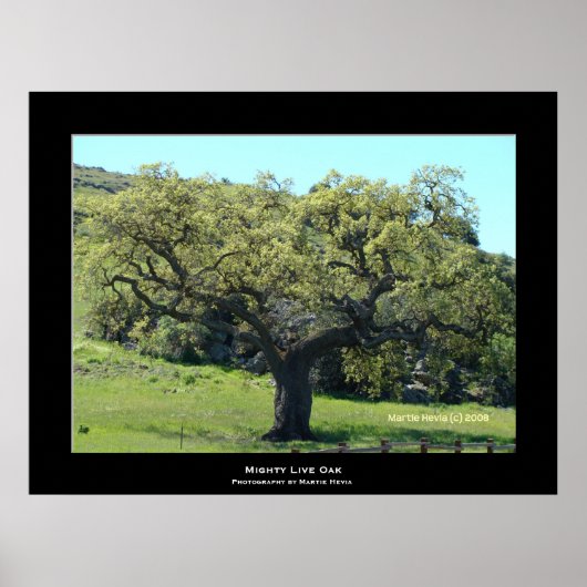 "Mighty Live Oak" Poster (Vorne)