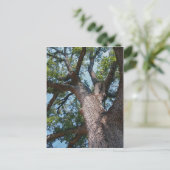 Mighty Oak Postkarte (Stehend Vorderseite)