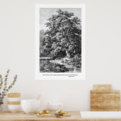 Mighty Oak Tree Inspirational Black & White Poster (Küche)