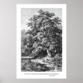 Mighty Oak Tree Inspirational Black & White Poster (Vorne)