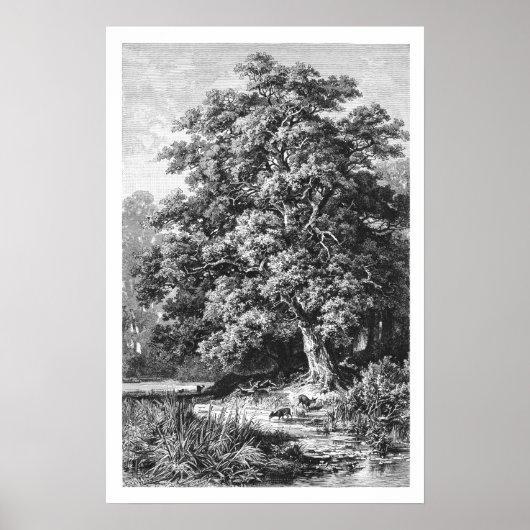 Mighty Oak Tree Vintag Black & White Poster (Vorne)