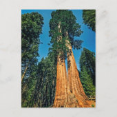 Mighty Redwood Postkarte (Vorderseite)