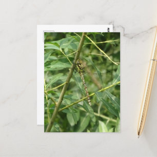 Migrant Hawker Dragonfly, Holding on DIY Postcard Postkarte