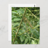 Migrant Hawker Dragonfly, Holding on DIY Postcard Postkarte (Vorne/Hinten)