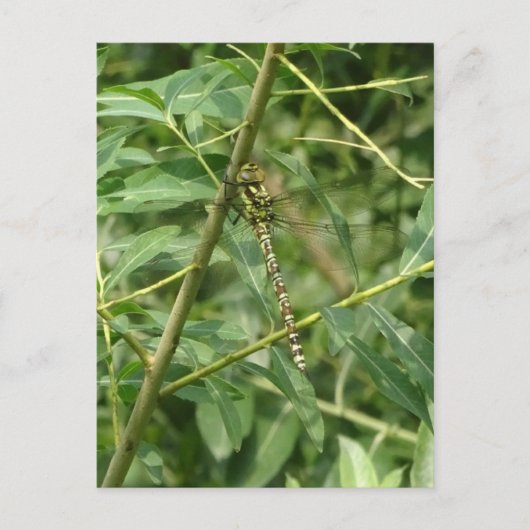 Migrant Hawker Dragonfly, Holding on DIY Postcard Postkarte (Vorderseite)