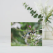 Migrant Hawker Dragonfly Postkarte (Stehend Vorderseite)