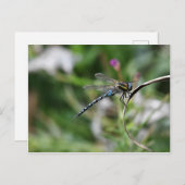 Migrant Hawker Dragonfly Postkarte (Vorne/Hinten)