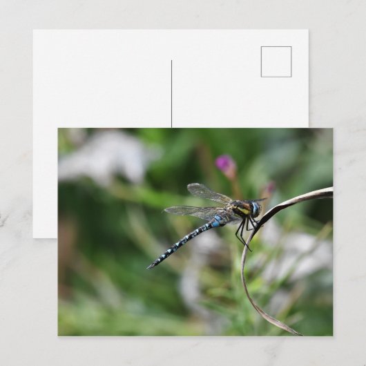 Migrant Hawker Dragonfly Postkarte (Vorne/Hinten)