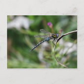 Migrant Hawker Dragonfly Postkarte (Vorderseite)