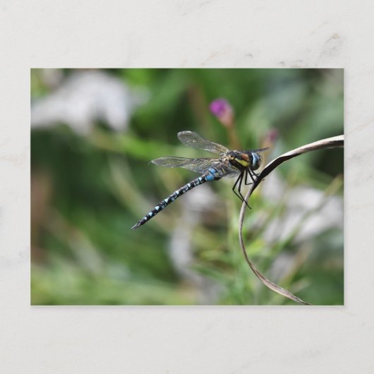 Migrant Hawker Dragonfly Postkarte (Vorderseite)
