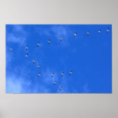 Migrating Birds Poster (Vorne)