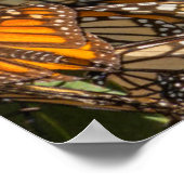 Migrating monarch butterflies cling to leaves poster (Ecke)