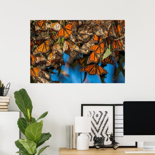 Migrating monarch butterflies cling to leaves poster (Heimbüro)