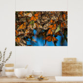 Migrating monarch butterflies cling to leaves poster (Küche)