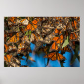 Migrating monarch butterflies cling to leaves poster (Vorne)
