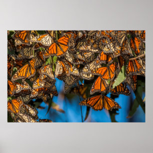 Migrating monarch butterflies cling to leaves poster