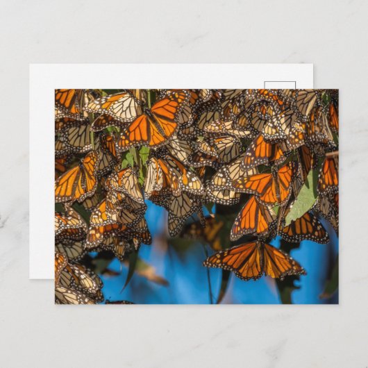 Migrating monarch butterflies cling to leaves postkarte (Vorne/Hinten)