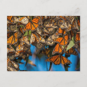 Migrating monarch butterflies cling to leaves postkarte