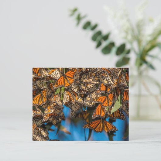 Migrating monarch butterflies cling to leaves postkarte (Stehend Vorderseite)