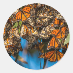 Migrating monarch butterflies cling to leaves runder aufkleber