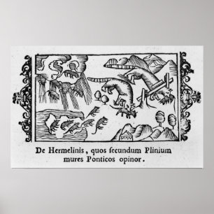 Migration von Lemmingen Poster