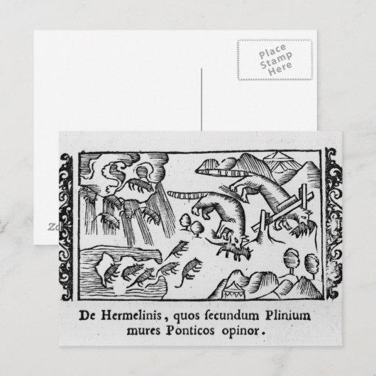 Migration von Lemmingen Postkarte (Vorne/Hinten)