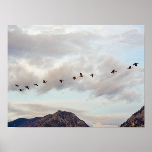 Migration von Vögeln // Naturfotografie Poster (Vorne)