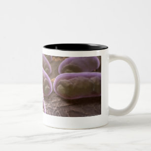 Mikroskopische Ansicht der Bakterien Zweifarbige Tasse