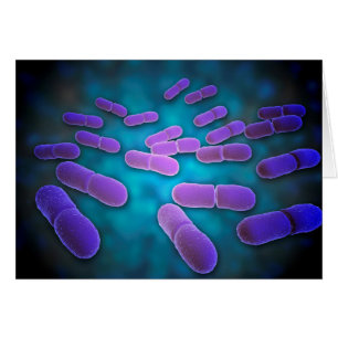 Mikroskopische Ansicht der Listeria Monocytogenes