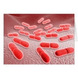 Mikroskopische Ansicht der Listeria Monocytogenes