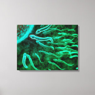 Mikroskopische Ansicht der Samenzellen-Schwimmens Leinwanddruck