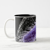 Mikroskopische Ansicht einer helicobacter Zweifarbige Tasse (Links)