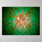 Mikroskopische Ansicht mehrerer Nervenzellen 1 Poster (Vorne)