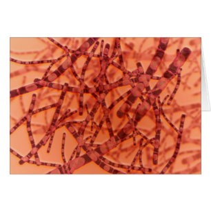 Mikroskopische Ansicht von Anthrax 3