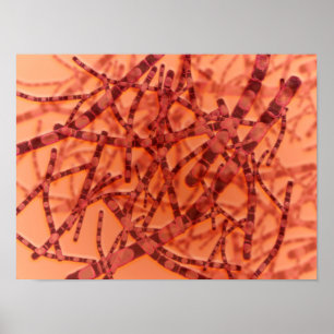 Mikroskopische Ansicht von Anthrax 3 Poster